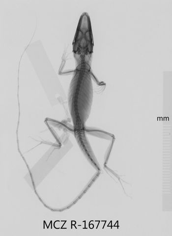 Media type: image;   Herpetology R-167744 Aspect: dorsoventral x-ray